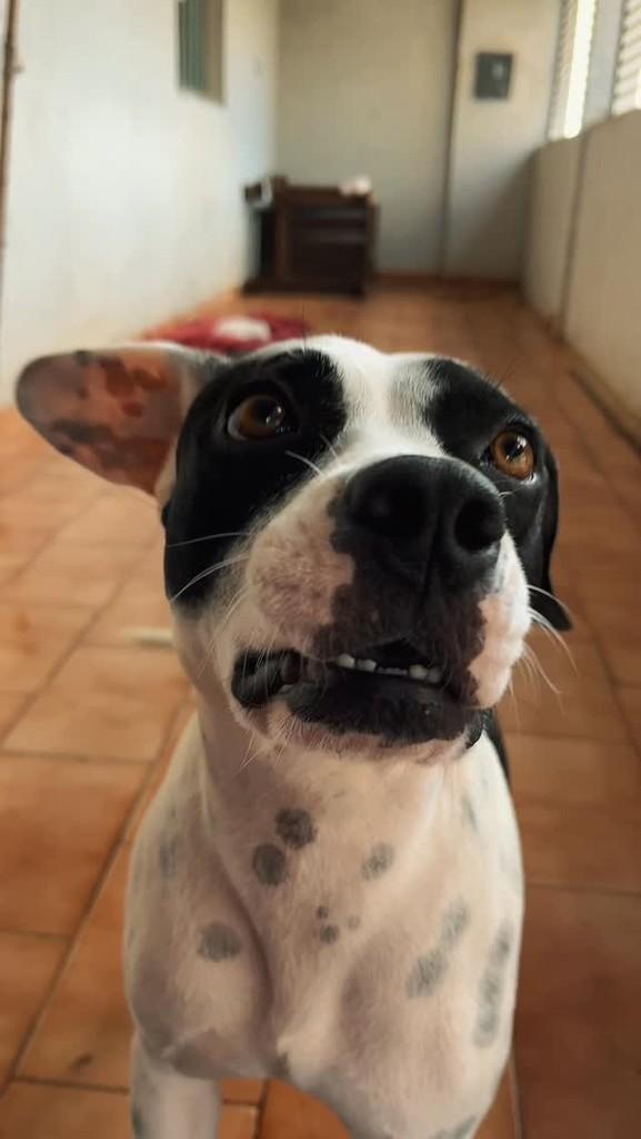 Maya, cachorro de porte médio para adoção em Alterosa - MG