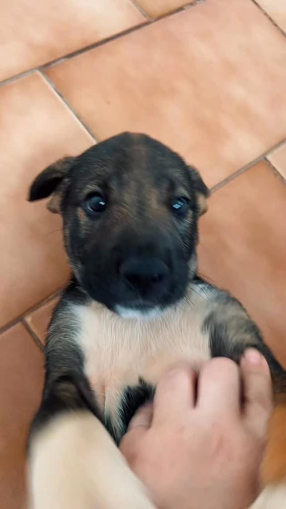 Zeca Padoguinho, cachorro de porte grande para adoção em Alterosa - MG