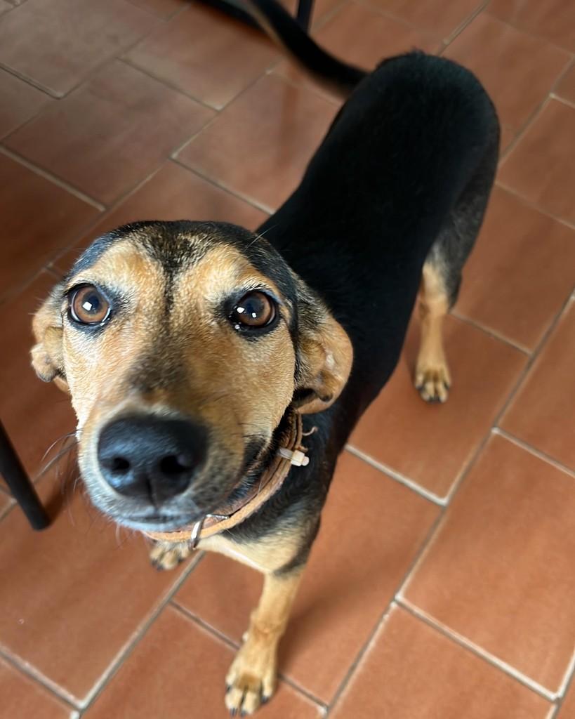 Lili, cadela de porte médio para adoção em Alterosa - MG