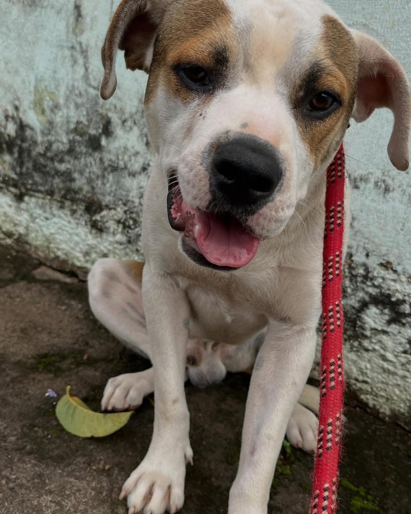 Wod, cachorro de porte médio para adoção em Alterosa - MG