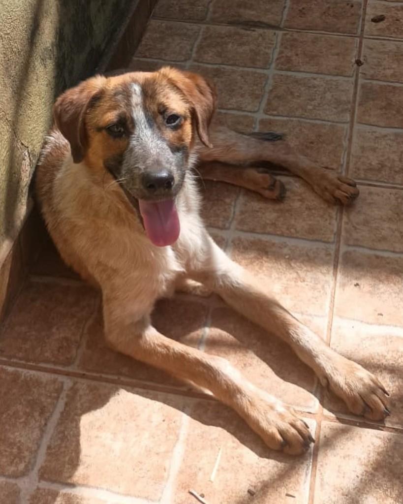 Chico, cachorro de porte médio para adoção em Alterosa - MG
