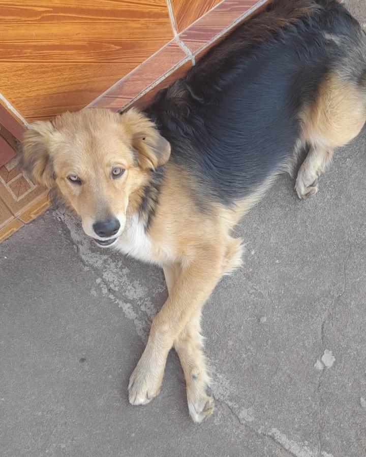 Leão, cachorro de porte médio para adoção em Alterosa - MG