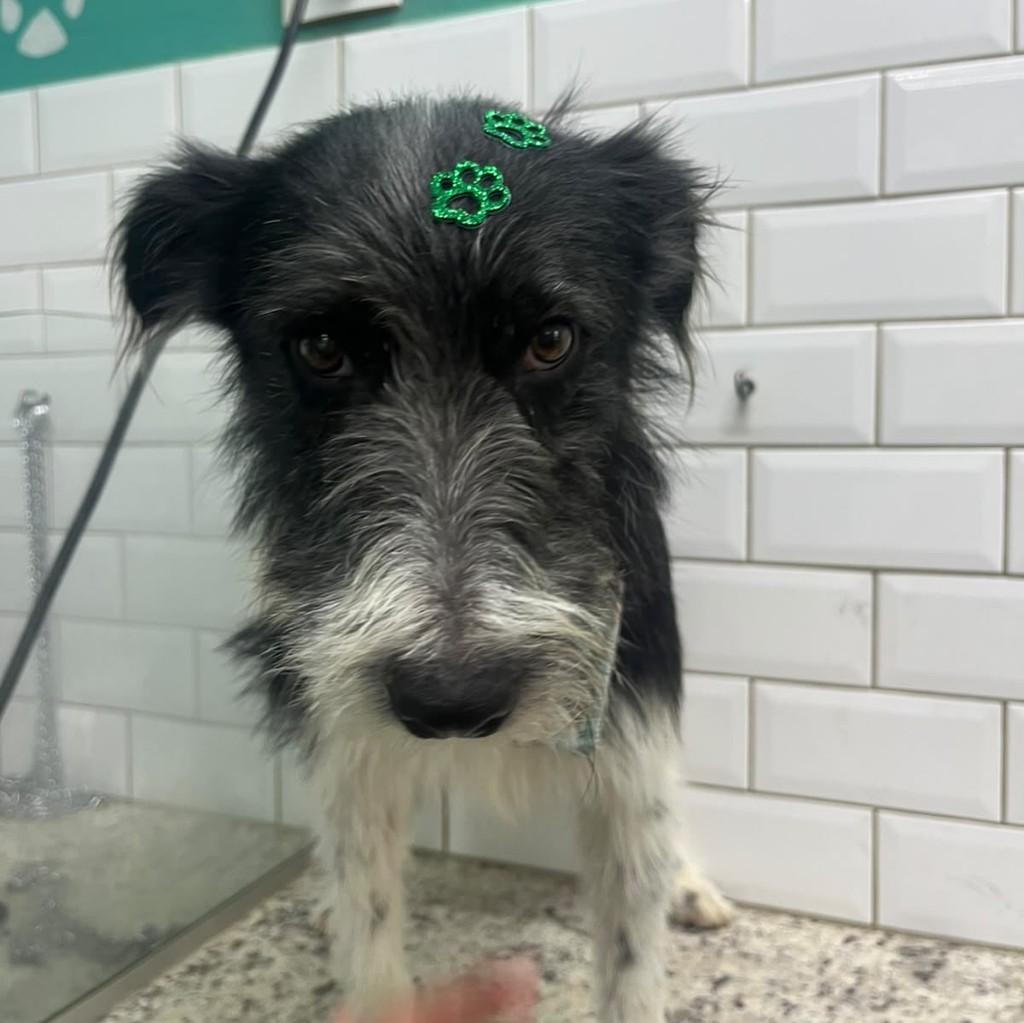 Fred, cachorro de porte pequeno para adoção em Alterosa - MG