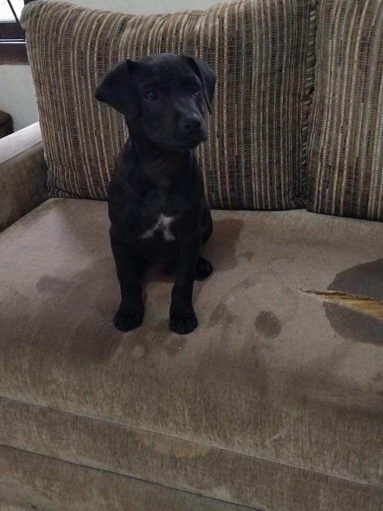 Pretinho, cachorro de porte médio para adoção em Porto Alegre - RS