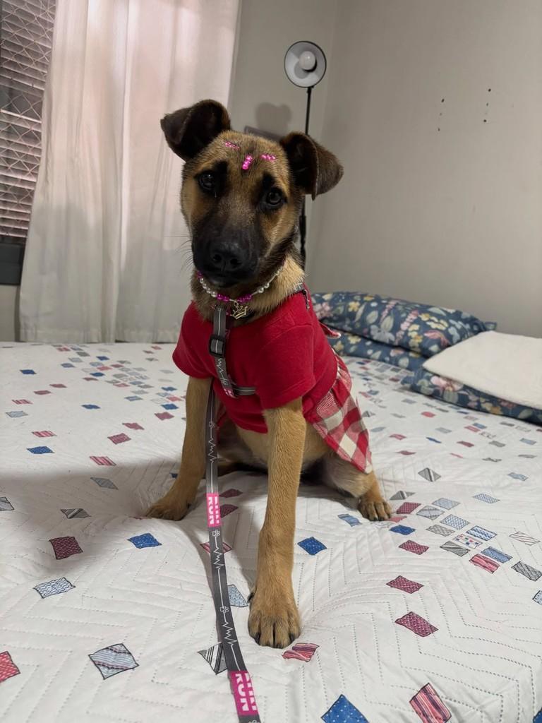 Eva, cadela de porte pequeno para adoção em Porto Alegre - RS