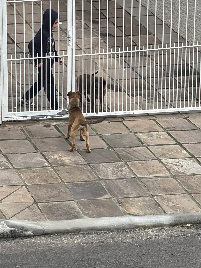 Eva, cadela de porte pequeno para adoção em Porto Alegre - RS — foto 2 de 2