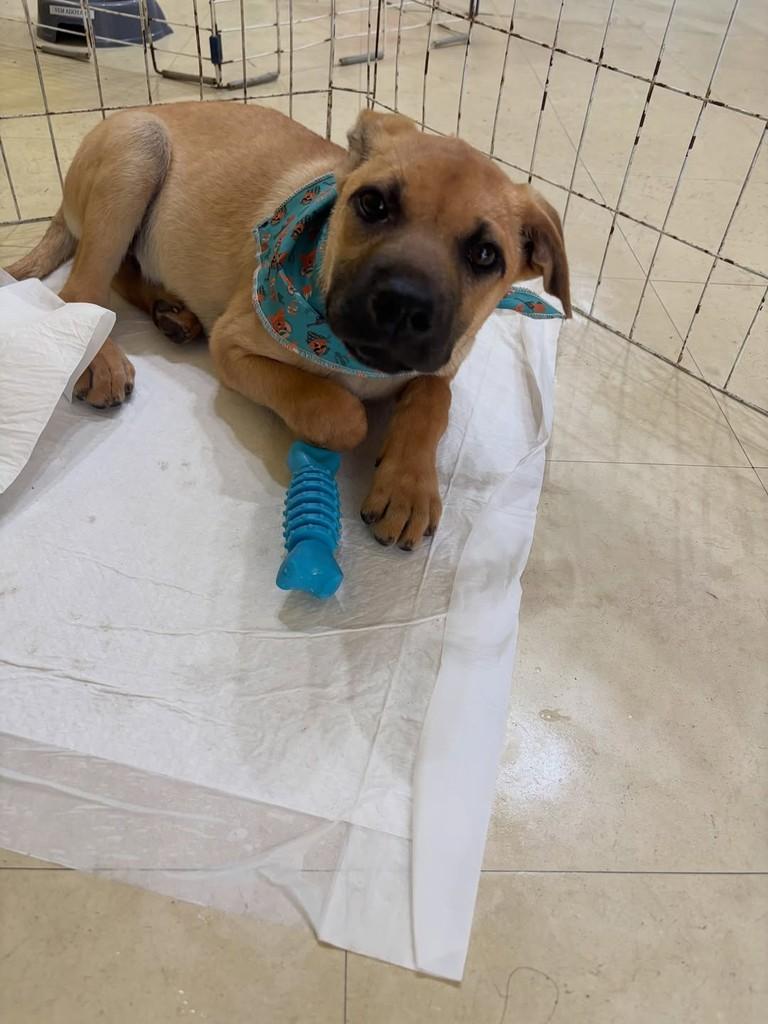 Zaion, cachorro de porte médio para adoção em Porto Alegre - RS
