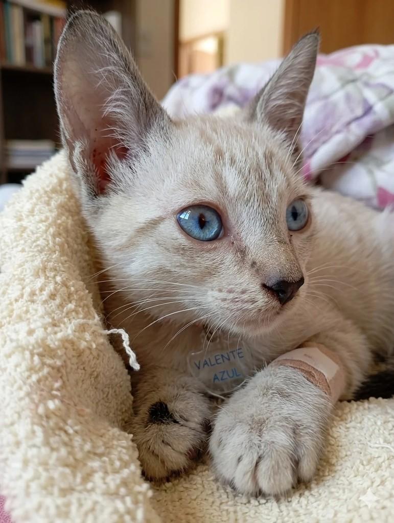 Azul, gato de porte médio para adoção em Esperantinópolis - MA