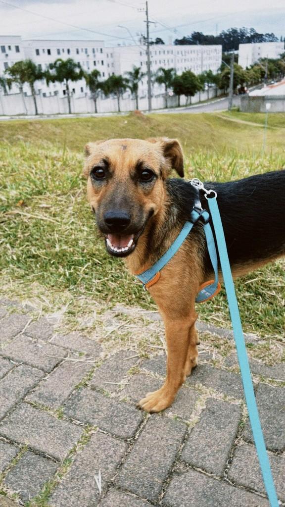 Rita, cadela de porte médio para adoção em São Leopoldo - RS