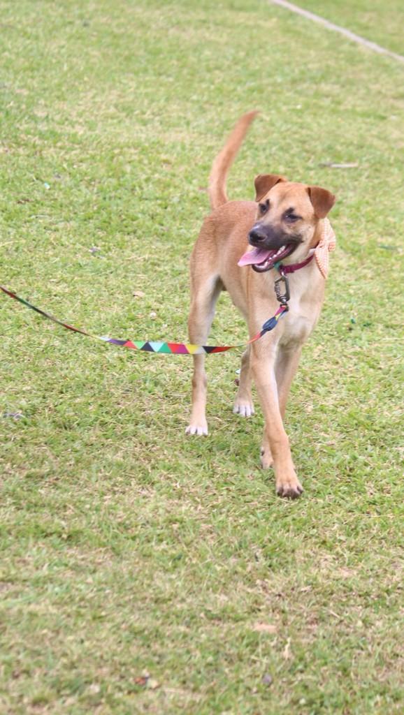 Alfredinho, cachorro de porte médio para adoção em São Leopoldo - RS