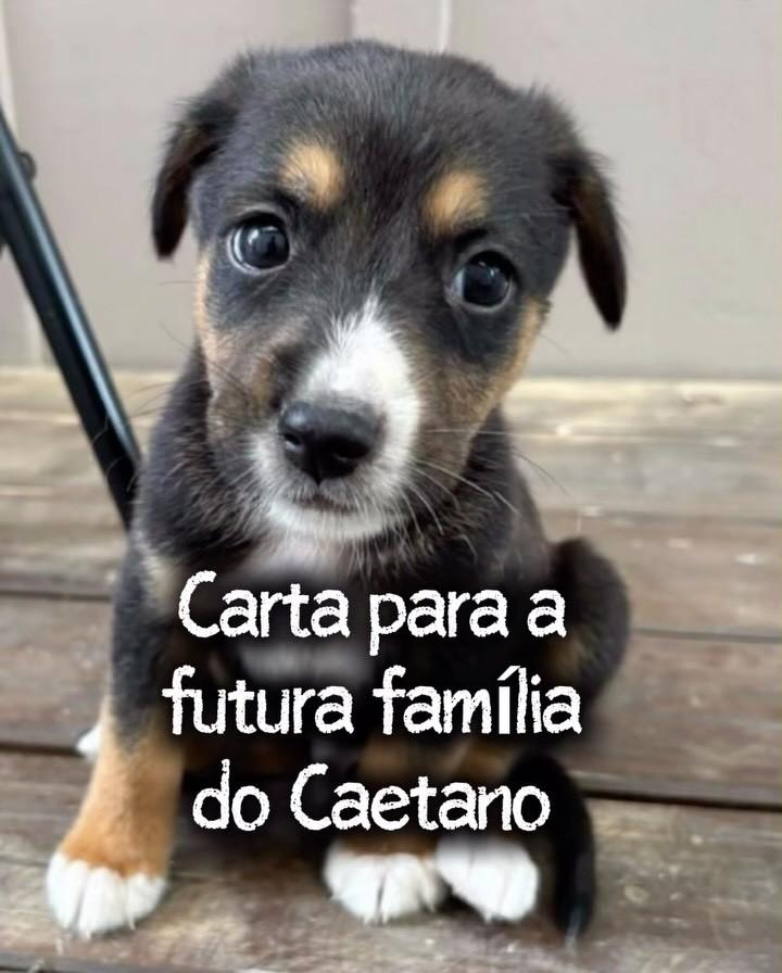 Caetano, cachorro de porte pequeno para adoção em São Leopoldo - RS