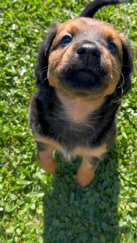 Chico, cachorro de porte médio para adoção em São Leopoldo - RS