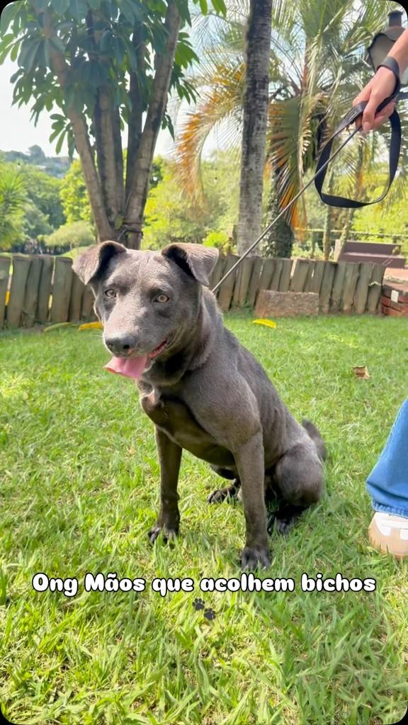 Max, cachorro de porte médio para adoção em Itu - SP