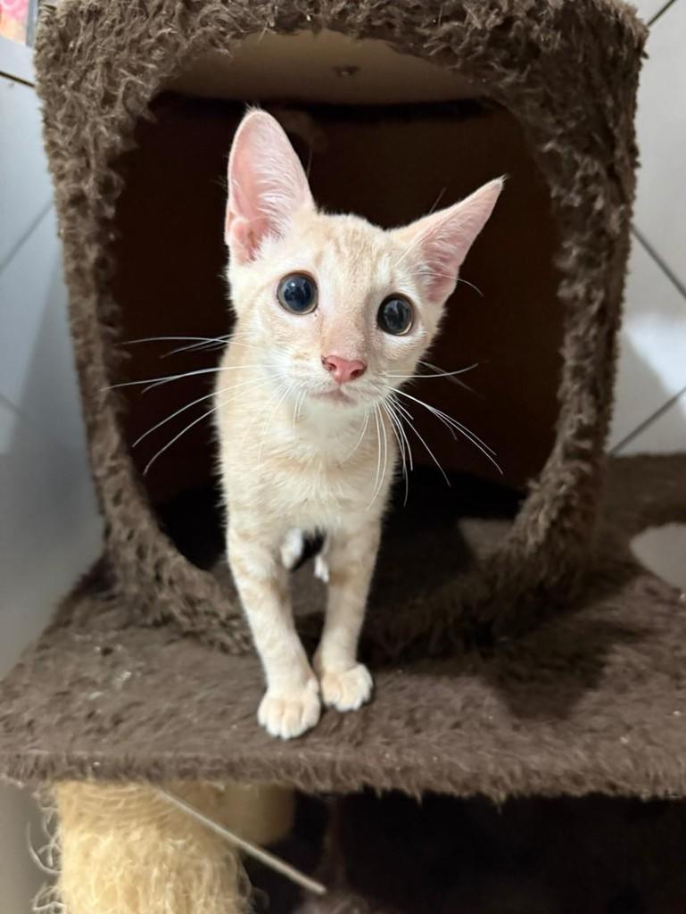 Cisquinho, gato de porte pequeno para adoção em Itaocara - RJ