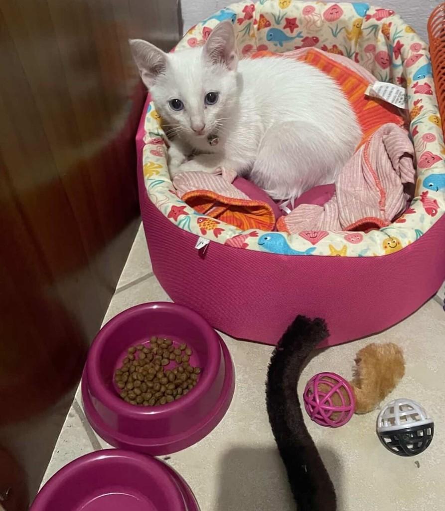 Alpine, gata de porte pequeno para adoção em Itaocara - RJ