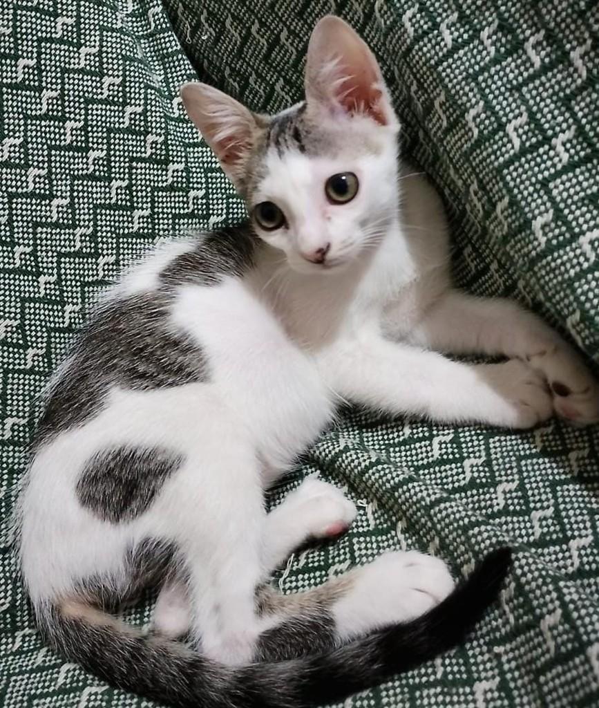 Golias, gato de porte pequeno para adoção em Itaocara - RJ