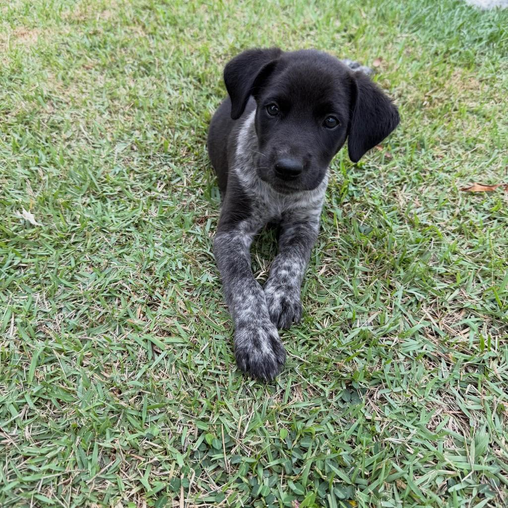 Malhado, cachorro de porte pequeno para adoção em Itaocara - RJ