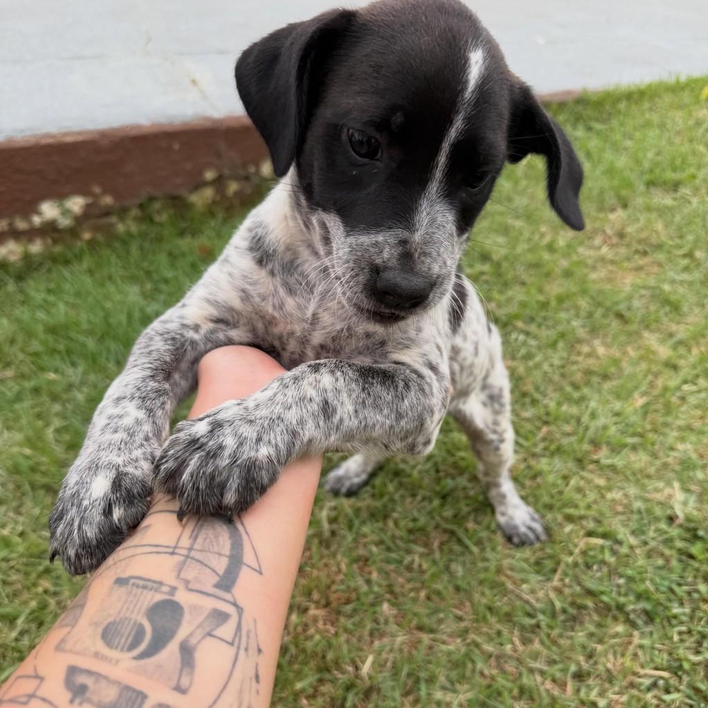Malhada, cachorro de porte pequeno para adoção em Itaocara - RJ