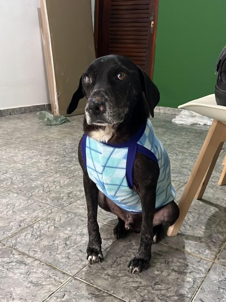 Pretinho, cachorro de porte médio para adoção em Itaocara - RJ