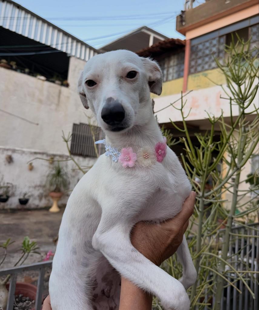 Princesa, cadela de porte pequeno para adoção em Itaocara - RJ