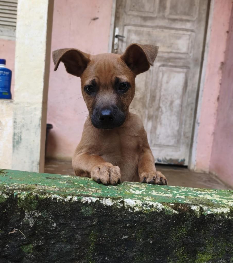Toquinho, cachorro de porte pequeno para adoção em Itaocara - RJ