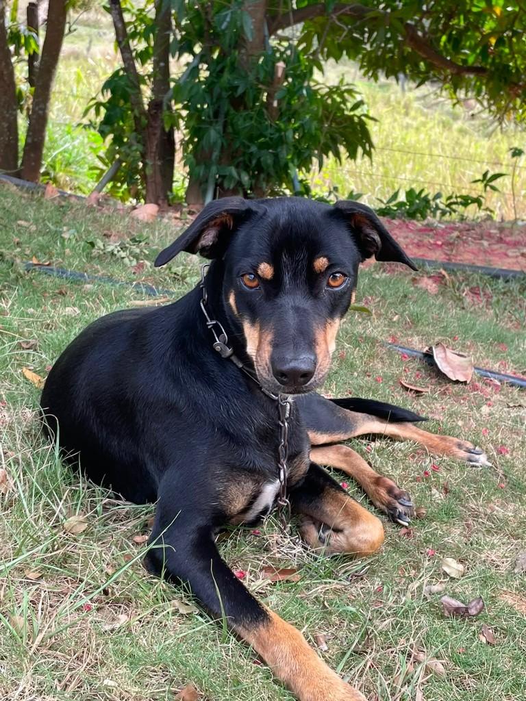 Preta, cadela de porte médio para adoção em Itaocara - RJ