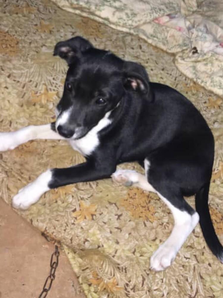 Lindinha, cachorro de porte médio para adoção em Serrinha - RN