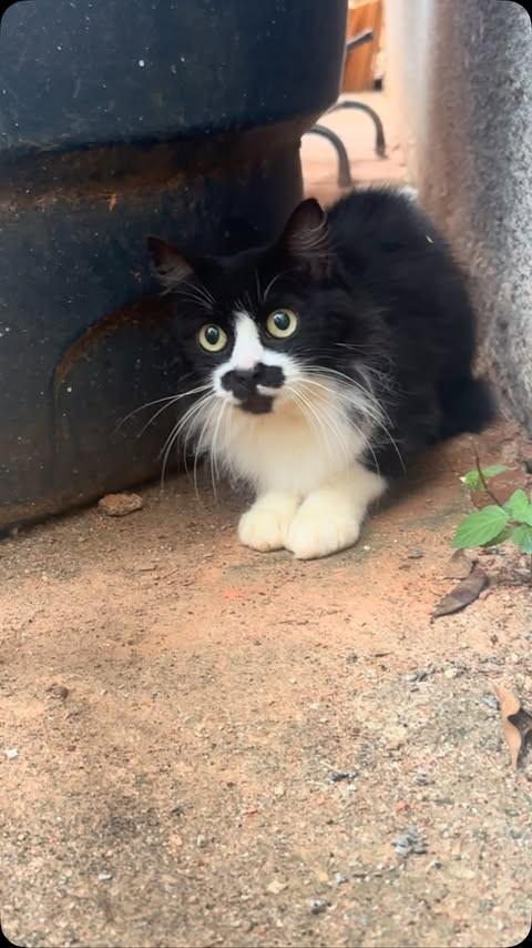 Ela, gata de porte pequeno para adoção em Itaocara - RJ