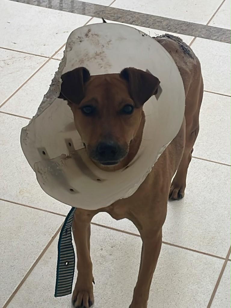 Calabresa, cachorro de porte médio para adoção em Itaocara - RJ