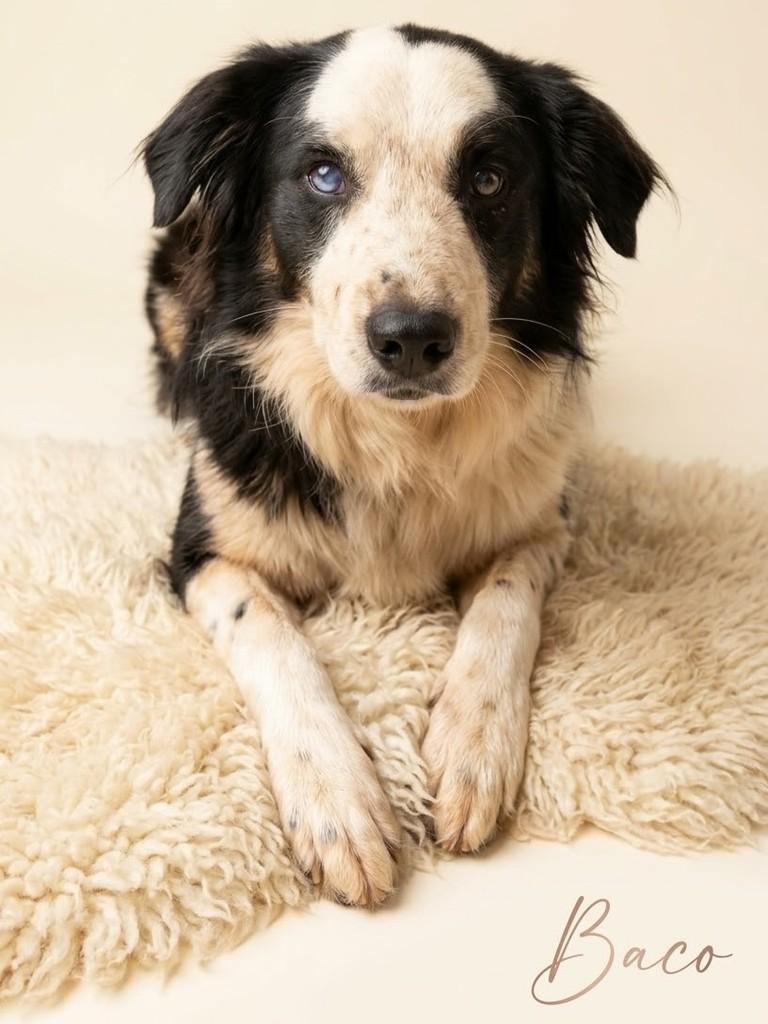 Baco, cachorro de porte médio para adoção em Campo Grande - MS