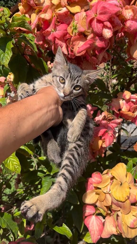 Leãozinho, gato de porte pequeno para adoção em Rio de Janeiro - RJ