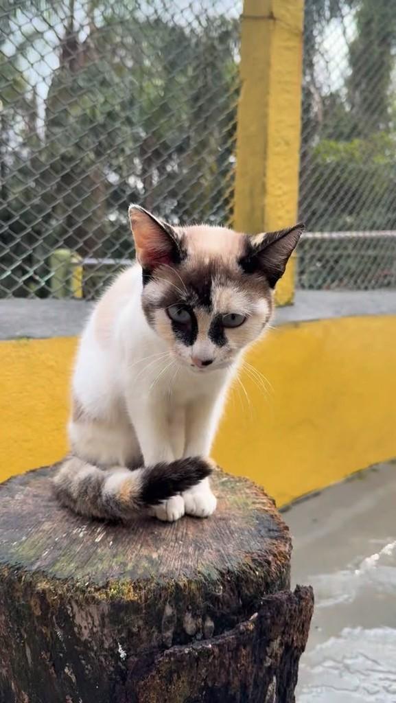 Linda, gata de porte pequeno para adoção em São Paulo - SP