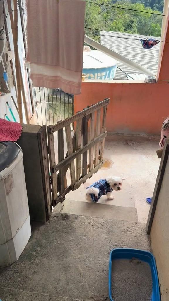 Lili, gato de porte pequeno para adoção em Mairiporã - SP