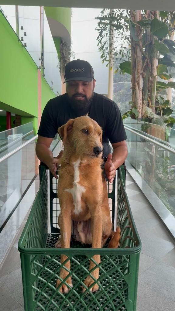 Lorde, cachorro de porte grande para adoção em Rio de Janeiro - RJ