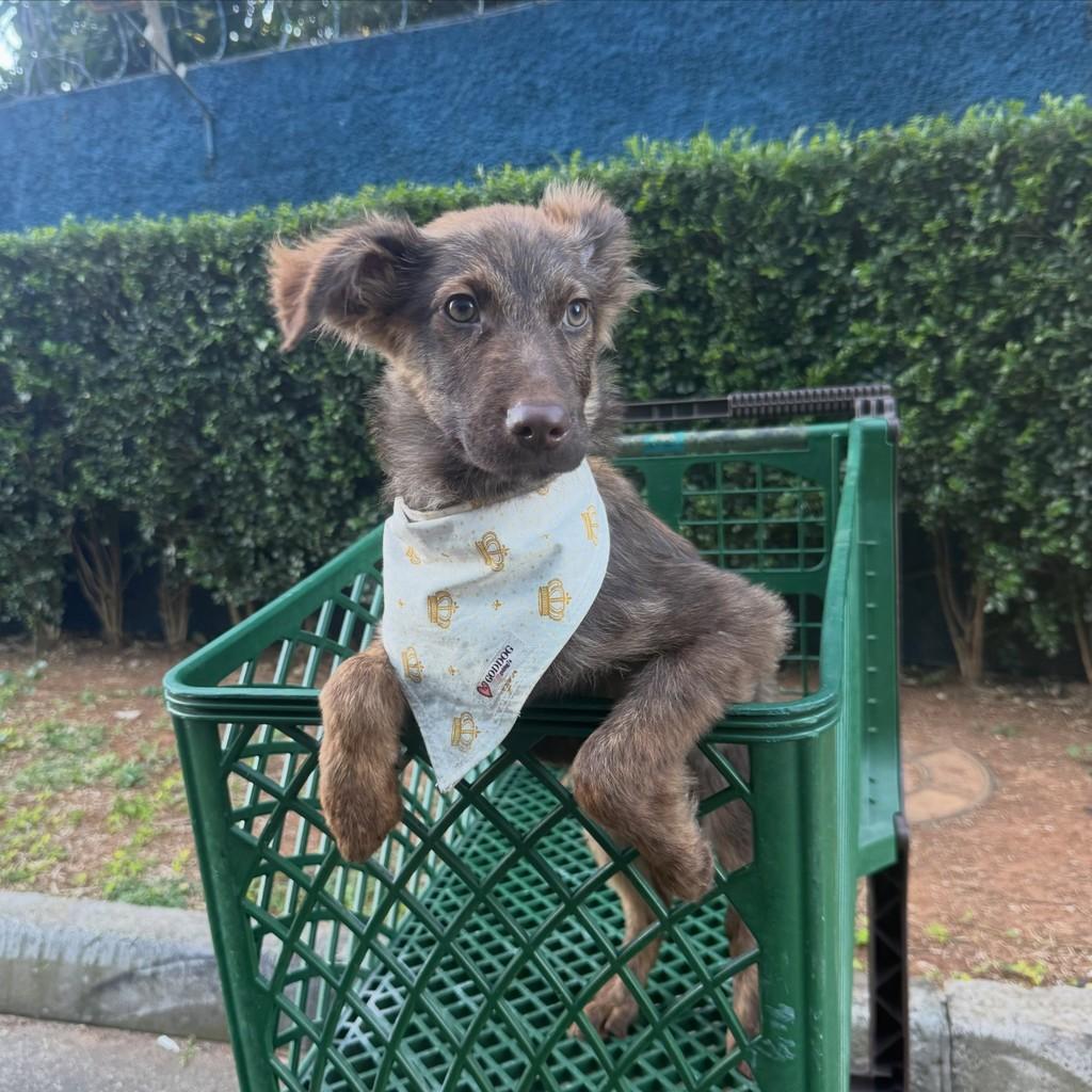 Cau, cachorro de porte médio para adoção em São Paulo - SP