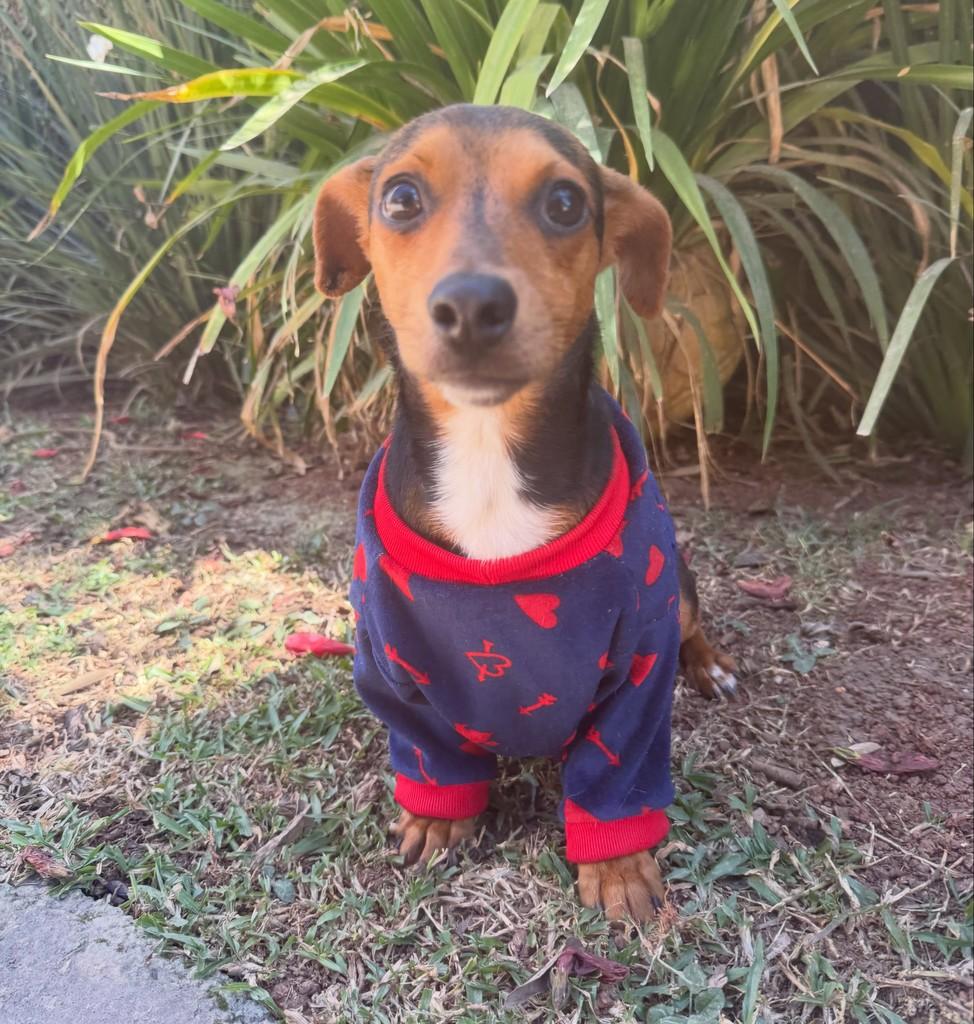Pingo, cachorro de porte pequeno para adoção em São Paulo - SP