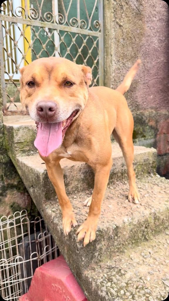 Brad Pit, cachorro de porte médio para adoção em São Paulo - SP