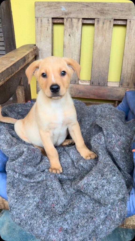 Menininho, cachorro de porte pequeno para adoção em São Paulo - SP