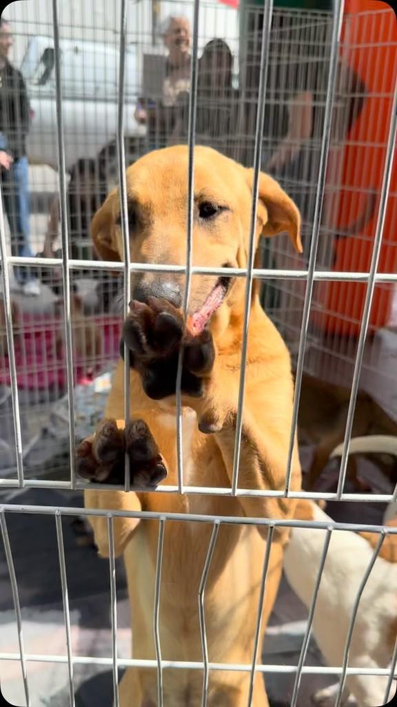 Kira, cadela de porte pequeno para adoção em São Paulo - SP