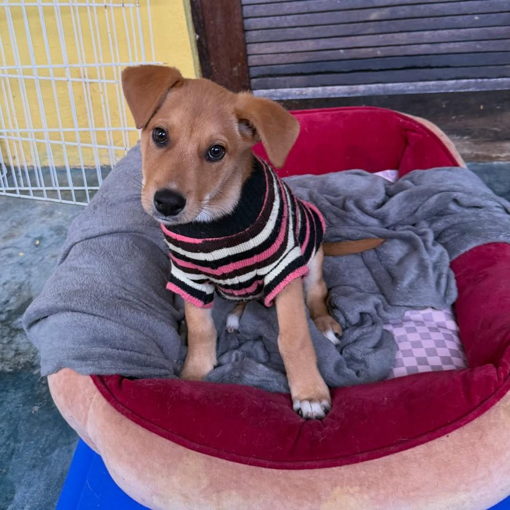 Yuri, cachorro de porte pequeno para adoção em São Paulo - SP