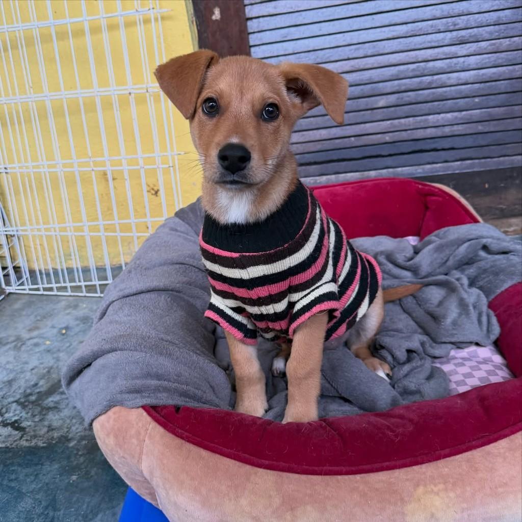 Yuri, cachorro de porte pequeno para adoção em São Paulo - SP — foto 2 de 4