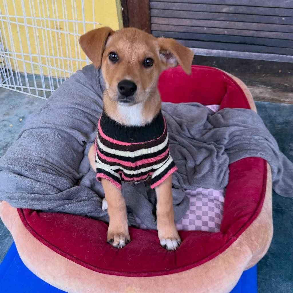 Yuri, cachorro de porte pequeno para adoção em São Paulo - SP — foto 3 de 4