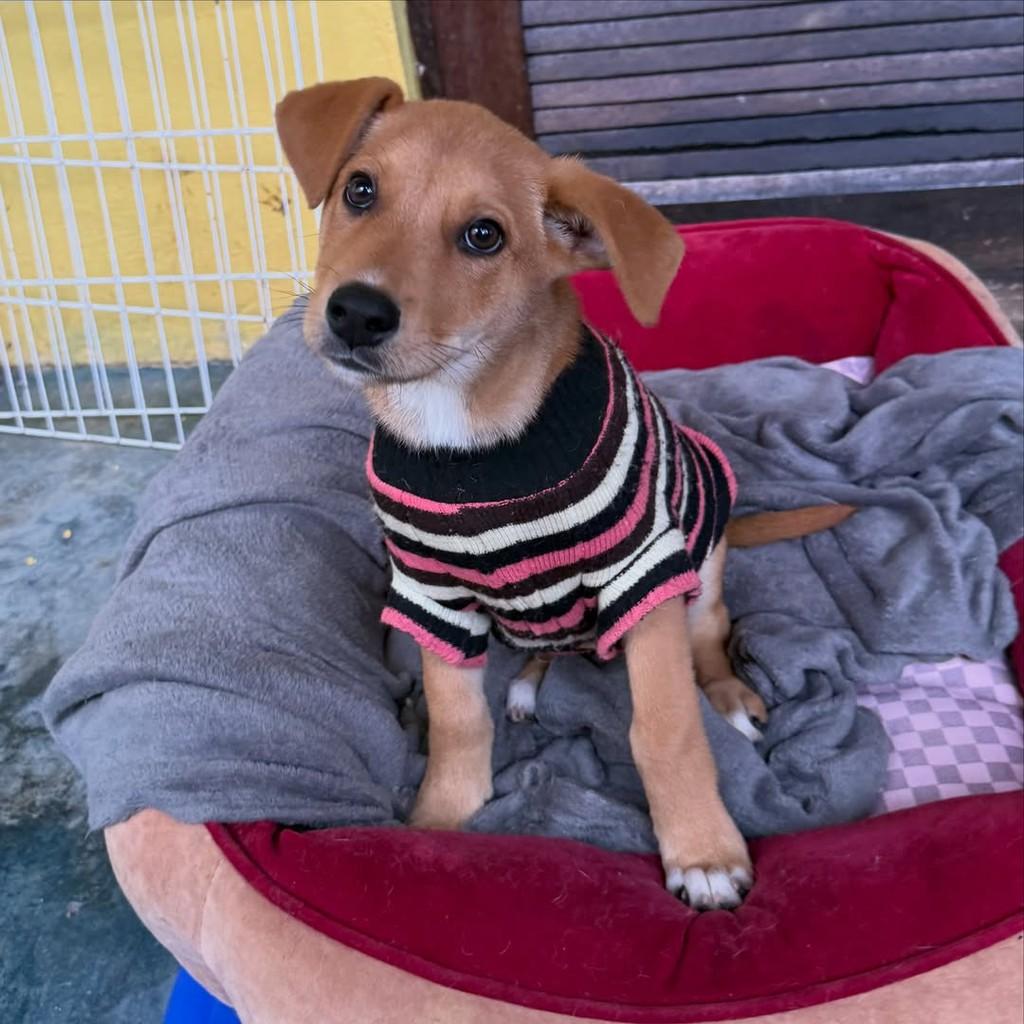 Yuri, cachorro de porte pequeno para adoção em São Paulo - SP — foto 4 de 4