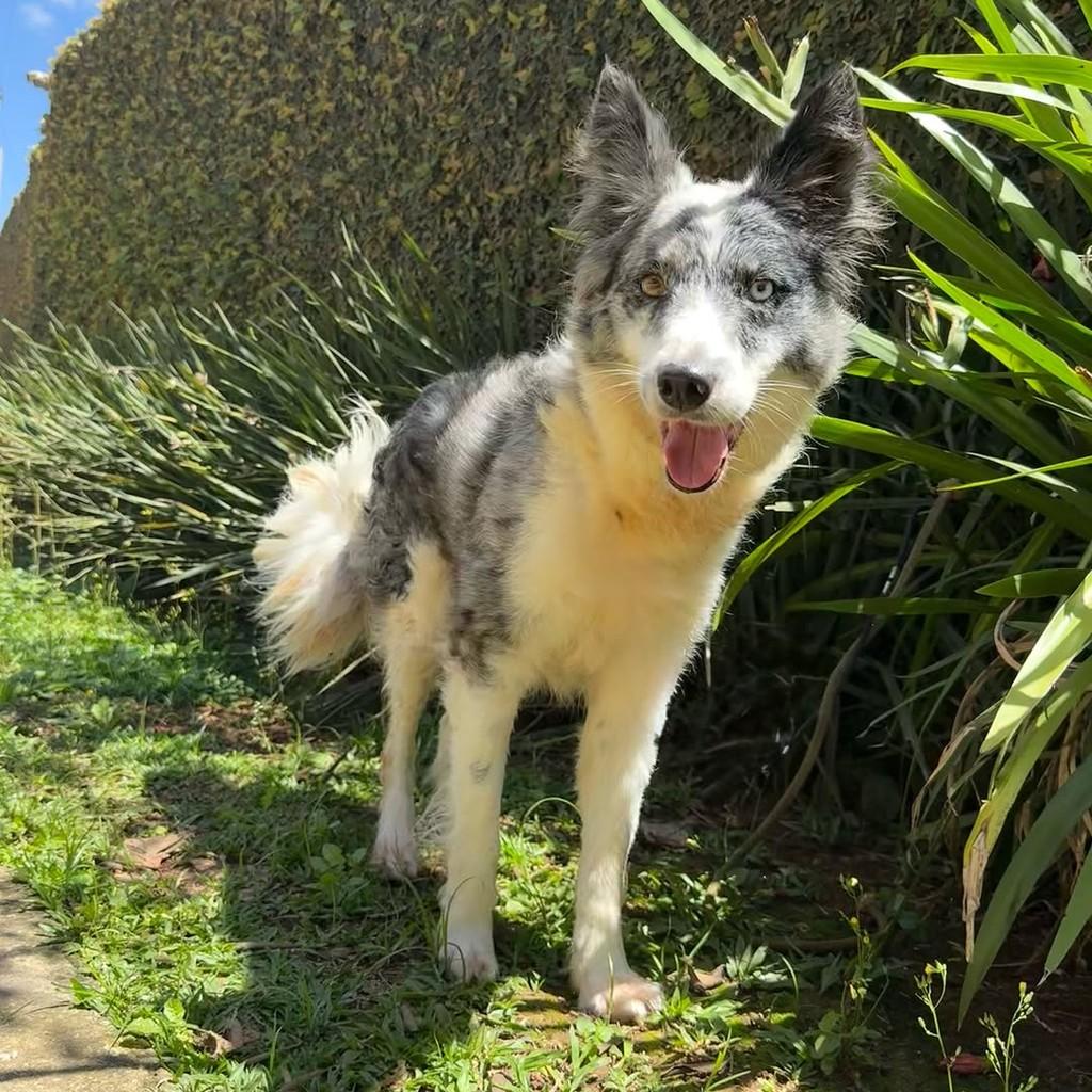 Lua, cadela de porte médio para adoção em São Paulo - SP