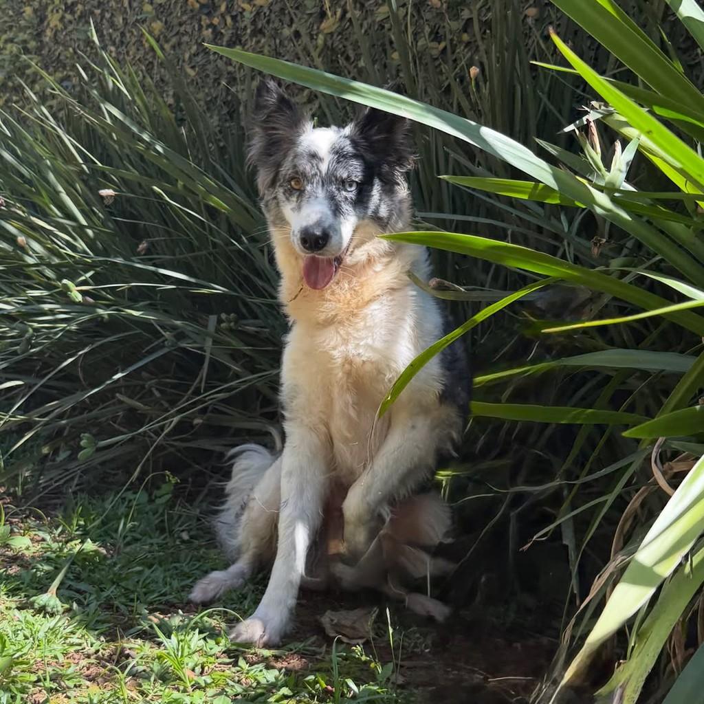 Lua, cadela de porte médio para adoção em São Paulo - SP — foto 3 de 8