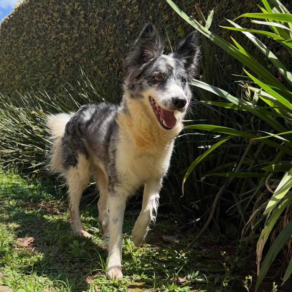 Lua, cadela de porte médio para adoção em São Paulo - SP — foto 4 de 8