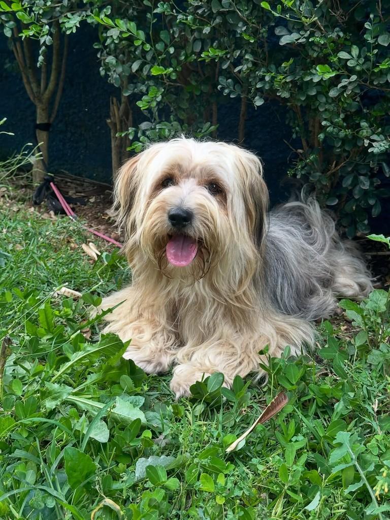 Toby, cachorro para adoção em São Paulo - SP