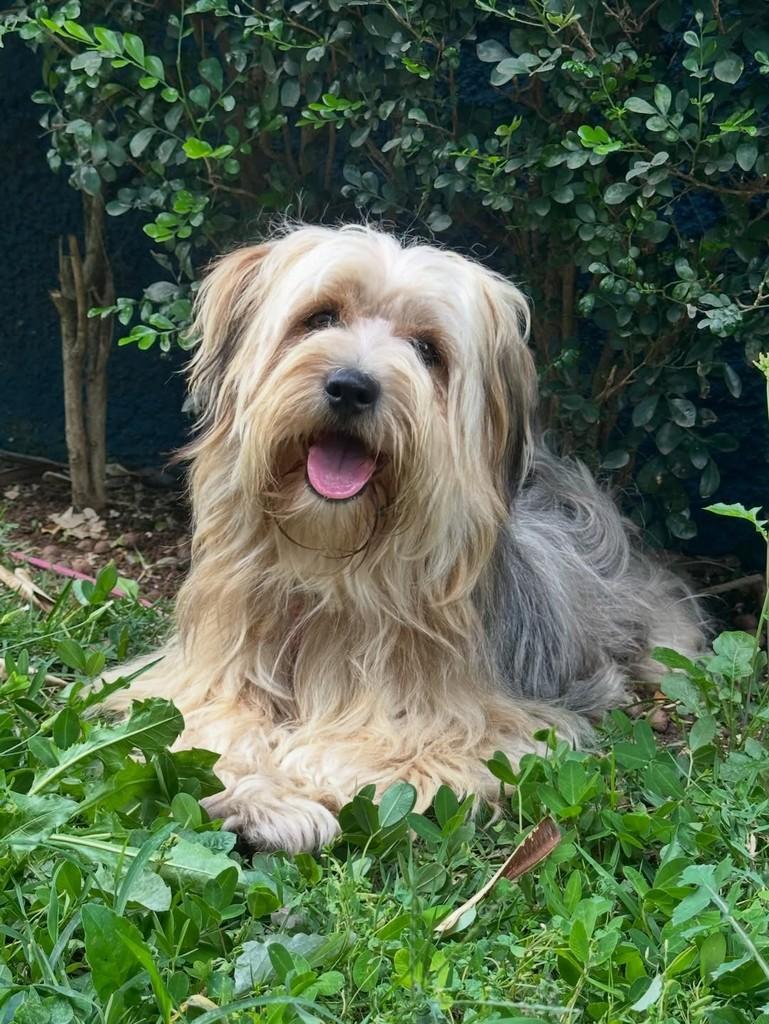 Toby, cachorro para adoção em São Paulo - SP — foto 2 de 7