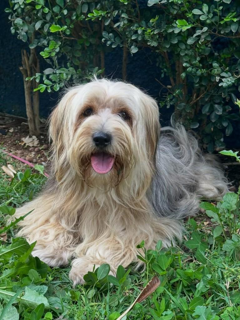Toby, cachorro para adoção em São Paulo - SP — foto 3 de 7