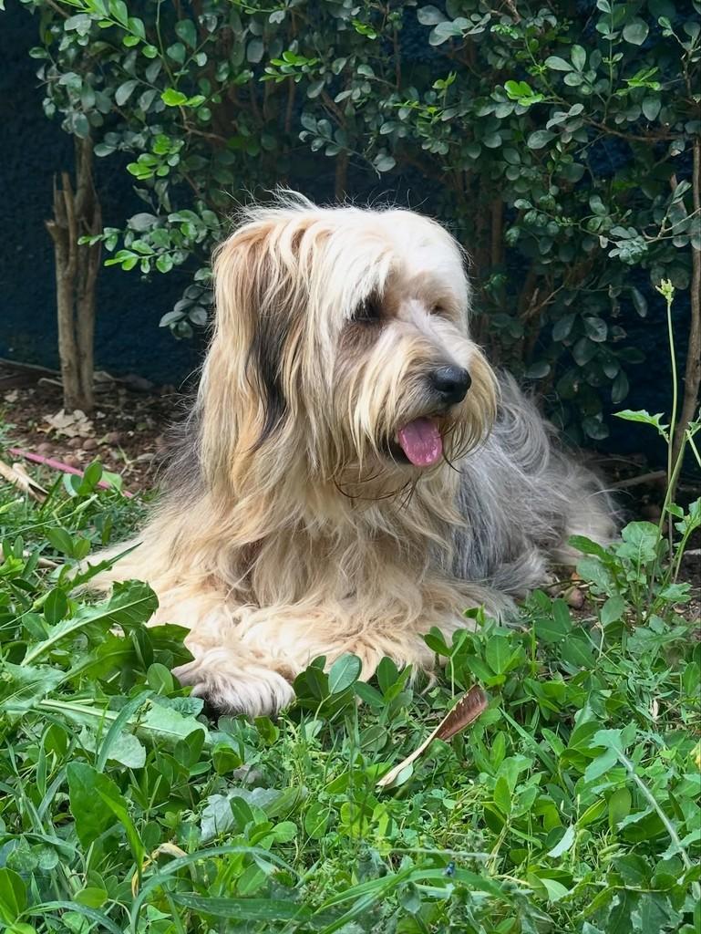 Toby, cachorro para adoção em São Paulo - SP — foto 4 de 7